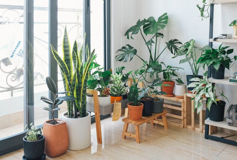 Plantas de interior que purifican el aire: cuáles elegir y cómo cuidarlas Plantas de interior en un hogar luminoso que ayudan a purificar el aire